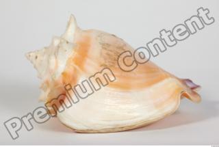 Seashell 0041